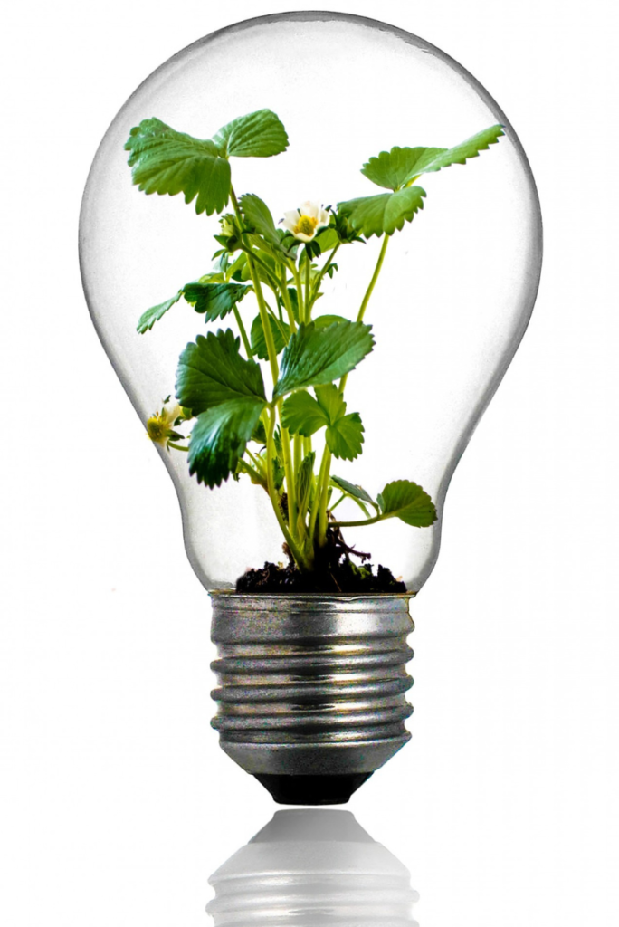 Une ampoule avec une plante à l’intérieur, utilisant une technologie durable.