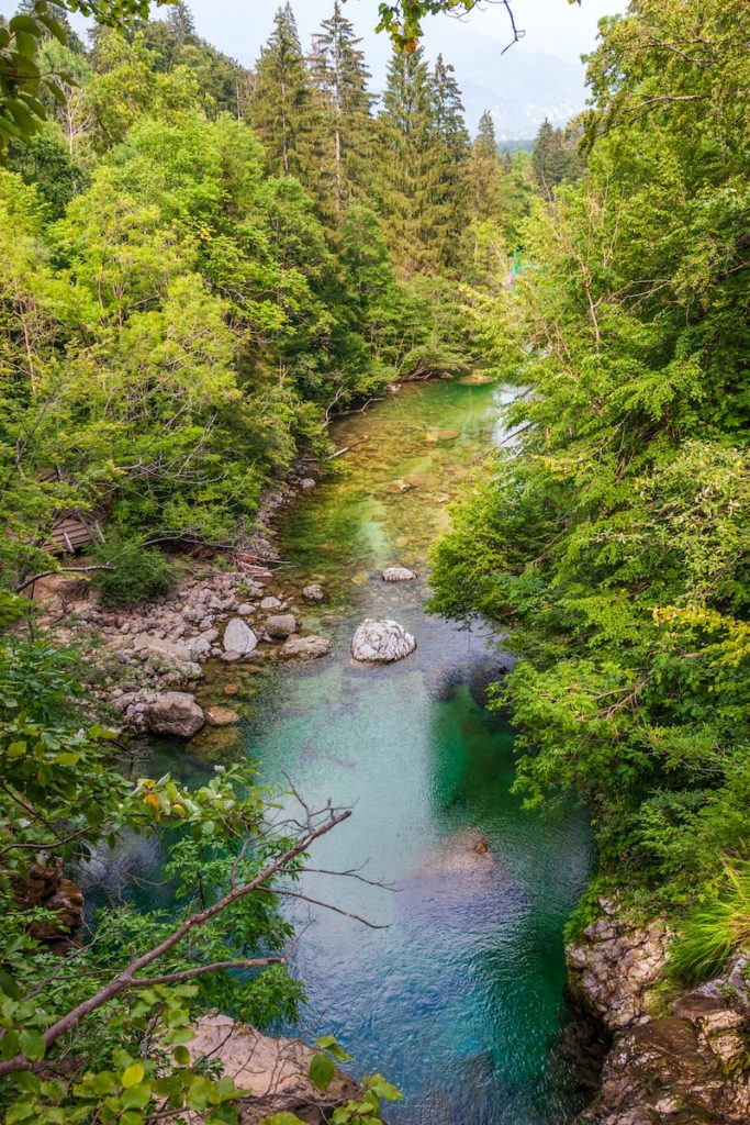 river in the middle of green trees